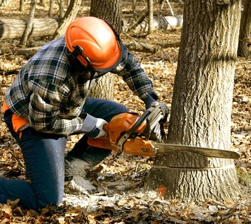 Tree Removal in West Rutland, VT